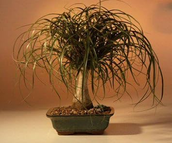 Bonsai Boy c1230 Ponytail Palm Tree - Beaucamea Recurvata - Large