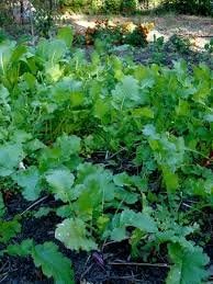 Seven Top Turnip Seed, 1 Pound, for Greens, USA, Non GMO, Heirloom