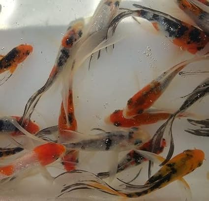Multicolor Select Butterfly Koi 3"""
