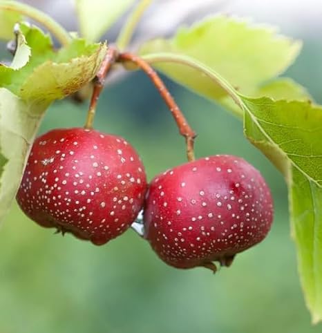 80Pcs red Giant Hawthorn Fruit Seeds