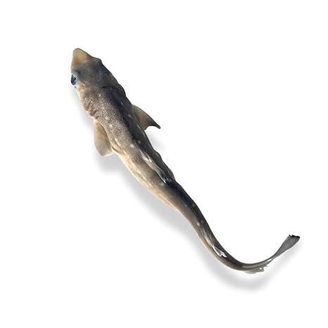 Preserved Spiny Dogfish Shark (Squalus acanthias), 812 Authentic Formalin-Preserved Specimen for Dissection, Marine Biology Study, Anatomy Education, Science Classroom & Lab Learning