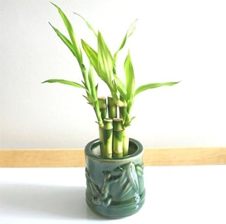 !Lucky Bamboo!