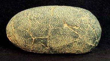 Therapod Dinosaur Egg Fossil Replica - 5.5 inches - Piece by Dinosaurs Rock