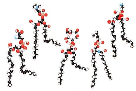 Phospholipid Modeling Set (Phosphatidylcholine Model)