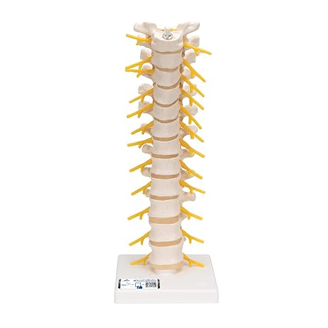 3B Scientific A73 Thoracic Spinal Column - 3B Smart Anatomy