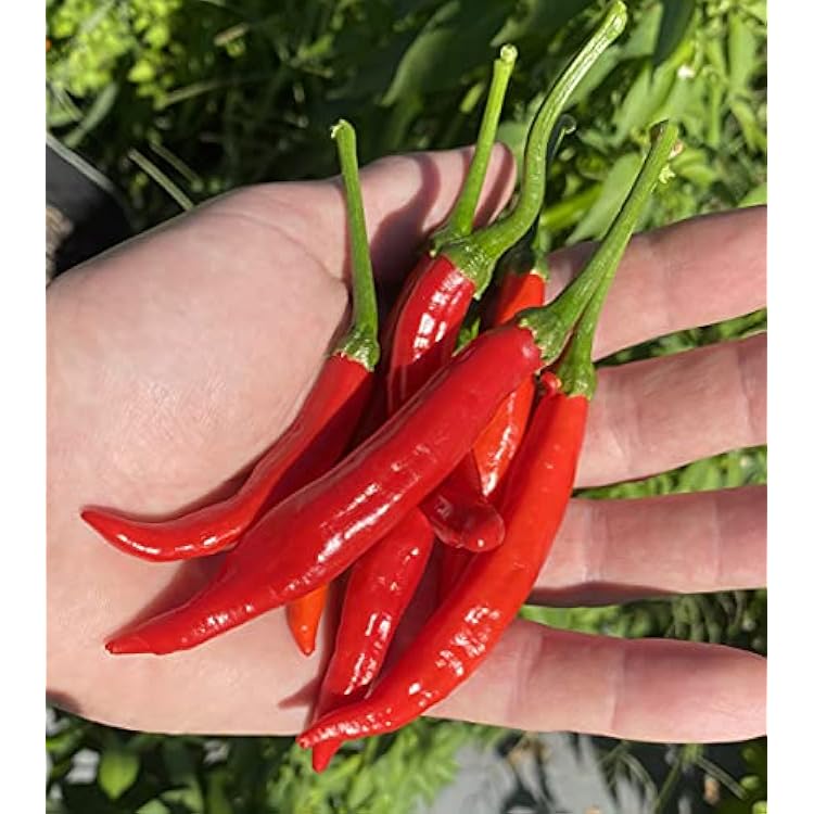 Calabrian Pepper Ristra Italian Piccante Calabrese Spicy Pepper of Calabria Premium Seeds for Planting Packet