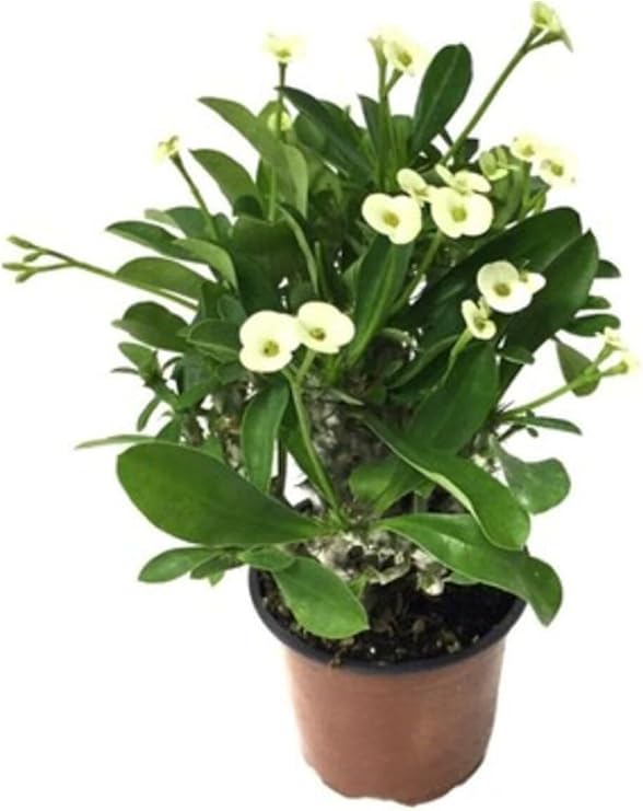 Sarı Dikenler Tacı Japon Iğnesi Euphorbia Milli, Canlı İç Mekan Bitkisi