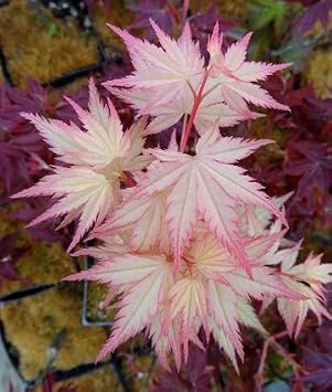 Coral Pink Japanese Maple - Beautiful Coral Pink Leaves in Spring Light UP The Garden - 2 - Year Tree