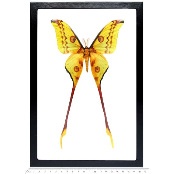 BicBugs Argema mittrei MALE green yellow comet saturn moth Madagascar FRAMED