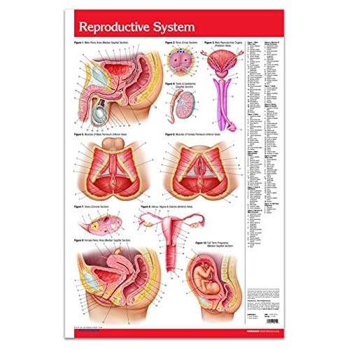 Male & Female Reproductive System Poster Wall Chart - 24 x 36 Laminated Anatomy Poster - Medical Quick Reference by Permacharts