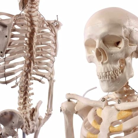 Product Anatomical Human Skeleton Model, 1/2 Life Size, 85cm/33.5"