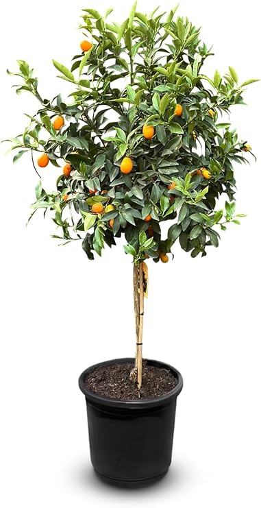 Sunny Tree - Kumquat - Fortunella - Citrus Tree - Fruit Tree - 8 Years Old - 160 cm