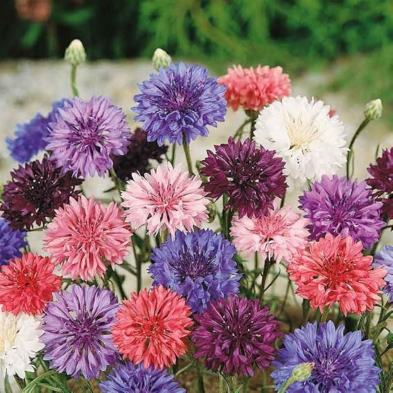 Eden Brothers Cornflower/Bachelor Button Seeds - Dwarf Mix, Packet