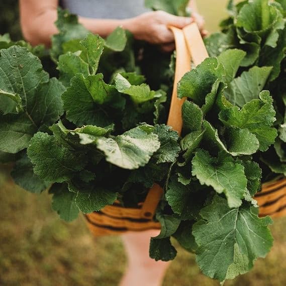 Seven Top Turnip Greens - 250 Heirloom Turnip Greens Seeds