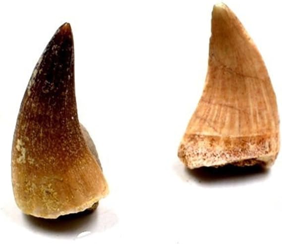 Authentic Mosasaurus Teeths Fossils with Collection Box & Magnifier, 2 PCS