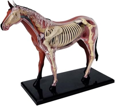models 4D Horse Anatomy Model, Anatomical Model Kits Animal Biology Skeleton Organ Anatomy for School Teacher Doctors body