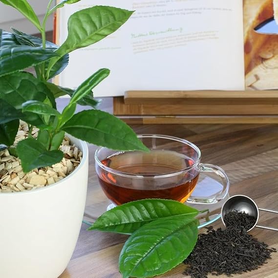 Plant Theory 10.5cm Pot Grow Your Own Tea Camellia Sinensis Herb Plant