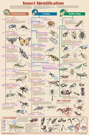 Feenixx Publishing Insect Identification - Laminated Poster