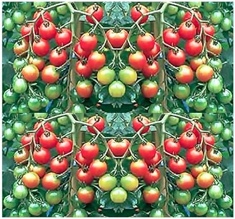 Sweet Million Tumbling Cherry Tomato Seeds ~ Productive High Yield Until Frost - Super Sweet Cherry Tomatoes - Only 60 Days (0100 Seeds - 100 Seeds)
