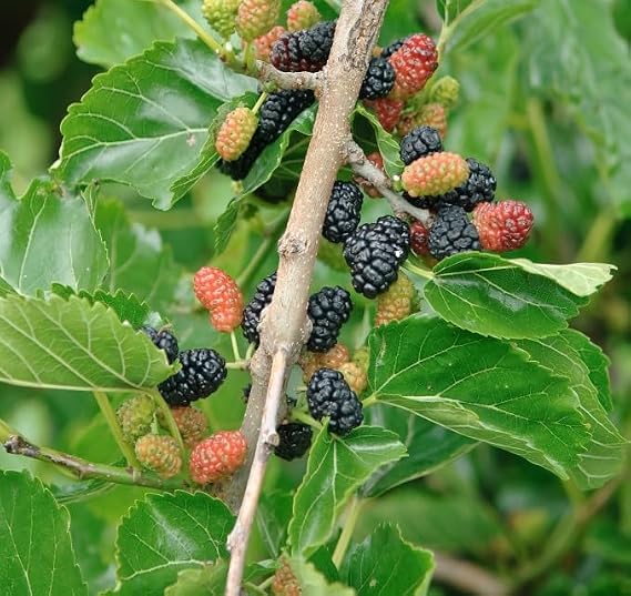 Morus nigra Black Mulberry Bush 40 – 60 cm in Pot