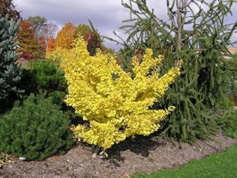 Dwarf Ginkgo Tree - Ginkgo biloba Todd's Dwarf - 1 - Year Plant