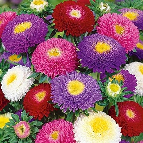 Seeds Aster Pompom Suprim Mix