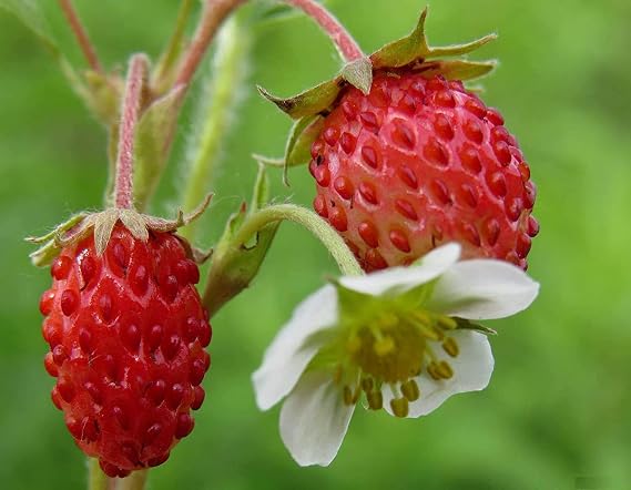 Seeds Alpine Strawberry Regina Giant Red Everbearing Wild Climbing Heirloom Fruits Non GMO