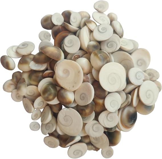 BHAVICREATION Gomati Chakra Gomti Chakr 40 pcs for Laxmi Puja samgari Pooja Samgarhi