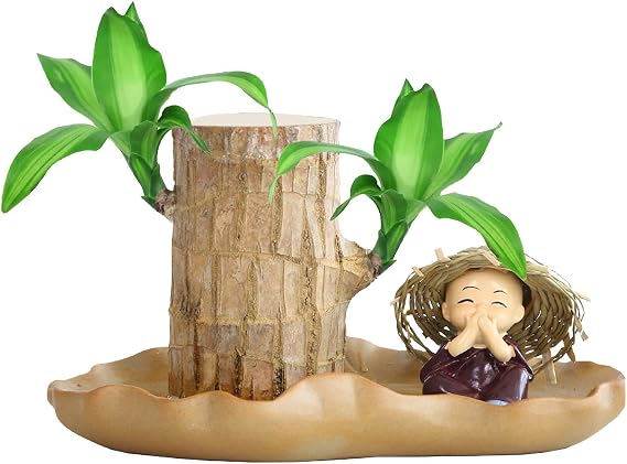 Brazilian Wood Plant - Brazilian Lucky Wood Plant | Brazilian Wood Plant Lucky Wood Potted Brazilian Wood, Hydroponic, Lucky Wood | Lucky Wood Indoor Desktop Plant, Air Purifying Germination Wood, Table Mini Home Plant Decoration
