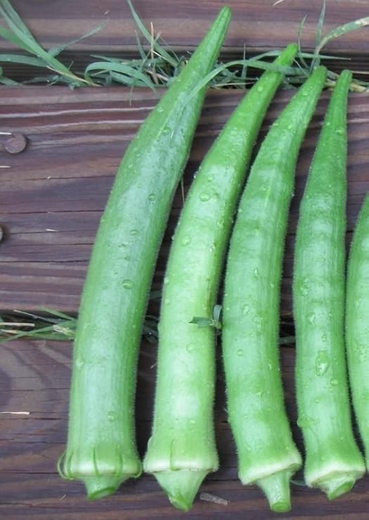 30 Nombo Giant Philippine Okra,Bhindi,Gumbo,Abelmoschus Esculentus Lady's finger