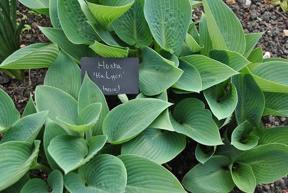3 Halcyon Hosta Bareroot Plant