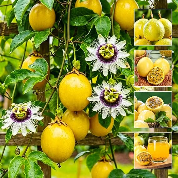 15Pcs Yellow Passion Fruit Seeds for Planting - Non-GMO Heirloom Plant Seeds Garden Outdoor - Sweet & Juicy Home Gardening Tropical Fruit