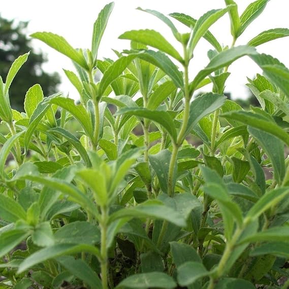 Stevia Seeds (Stevia rebaudiana) 10 Seeds