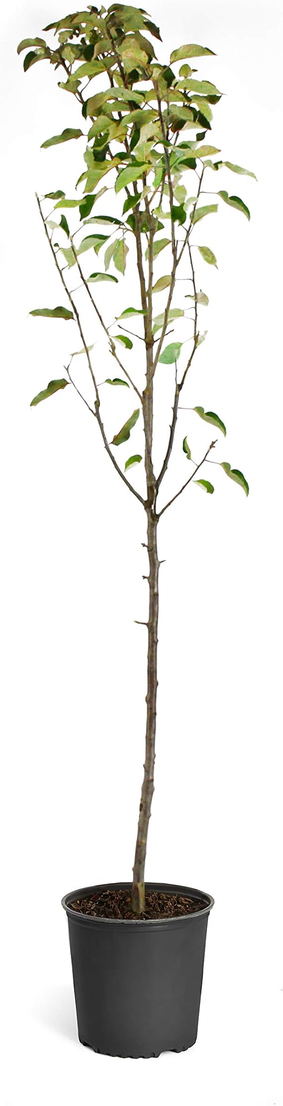 Brighter Blooms - Dorsett Golden Apple Tree, 4-5 ft. - No Shipping to AK, AZ, HI, ID, OR, WA