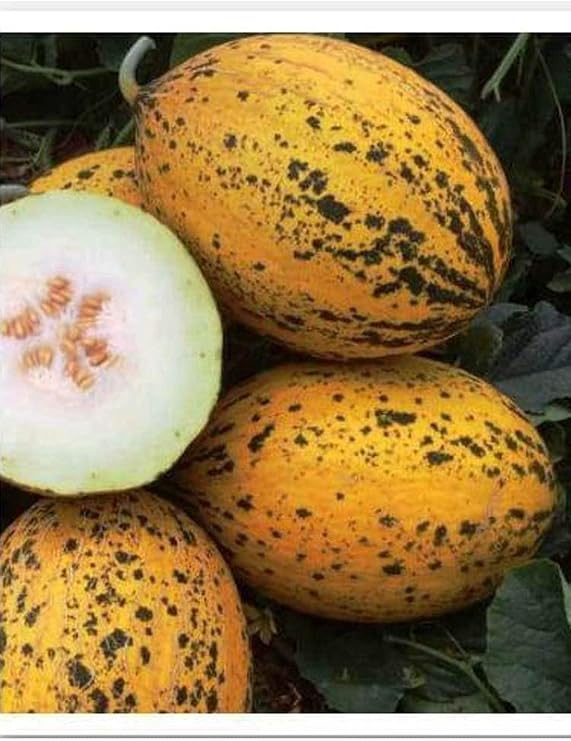 Ata Tohumu Yerlİ KiŞlik Kavun 589-kirkaĞaÇ 100 Adet Tohum