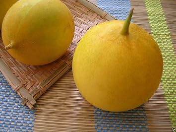 Dosakai Melon Cucumber 25 Seeds (Cucumis Melo) Indian Round Yellow Cucumber !