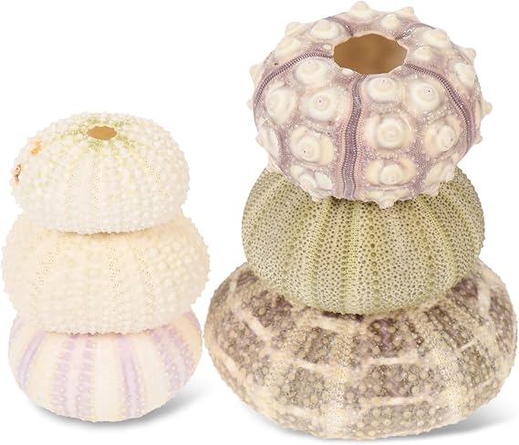 DIY Sea Urchin Air Plant Pot Set Urchin Shell Plant Holder Creative Urchin Shell Ornament for Home Office and Garden Decor