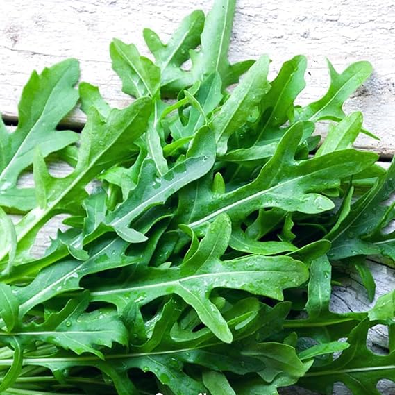 4000 Wild Wall Rocket Seeds – Diplotaxis muralis – Nutty Peppery Arugula Baby Leaf – Easy Growing Annual Salad Herb – Free Plant Tag
