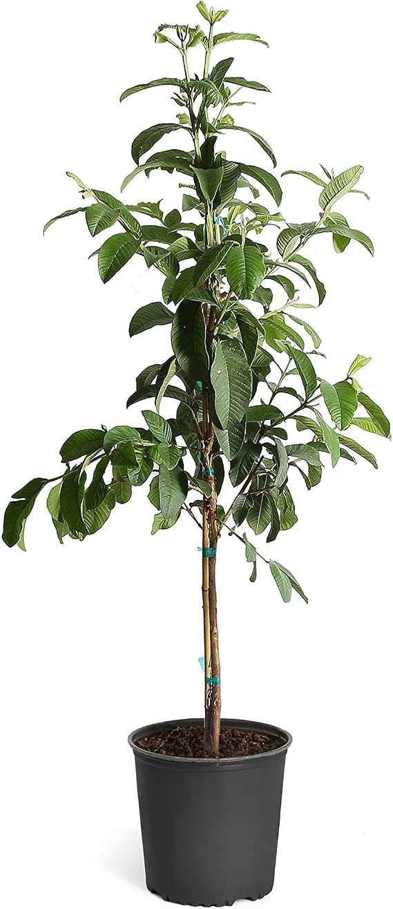 Brighter Blooms Ruby Supreme Guava Tree, 4-5 ft.