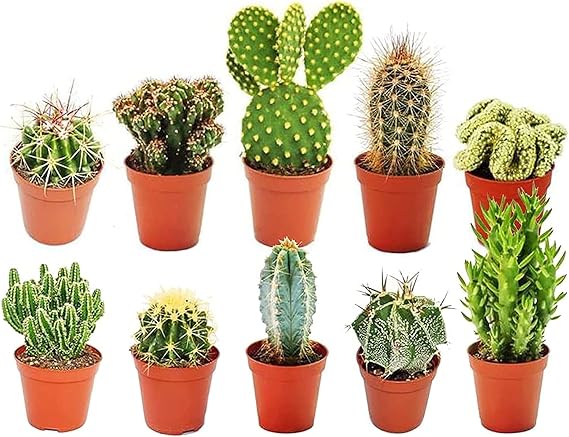 Cacti Collection – 10 x Different Cacti Varieties