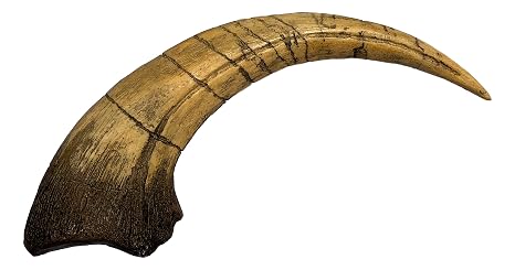 Megaraptor Claw - Dinosaur Replica, Museum Quality