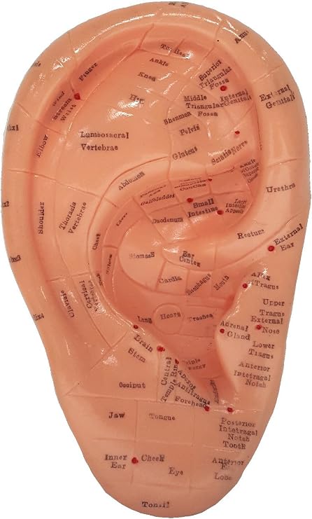 Ear Zone Model/Height 7" (XC-514A)