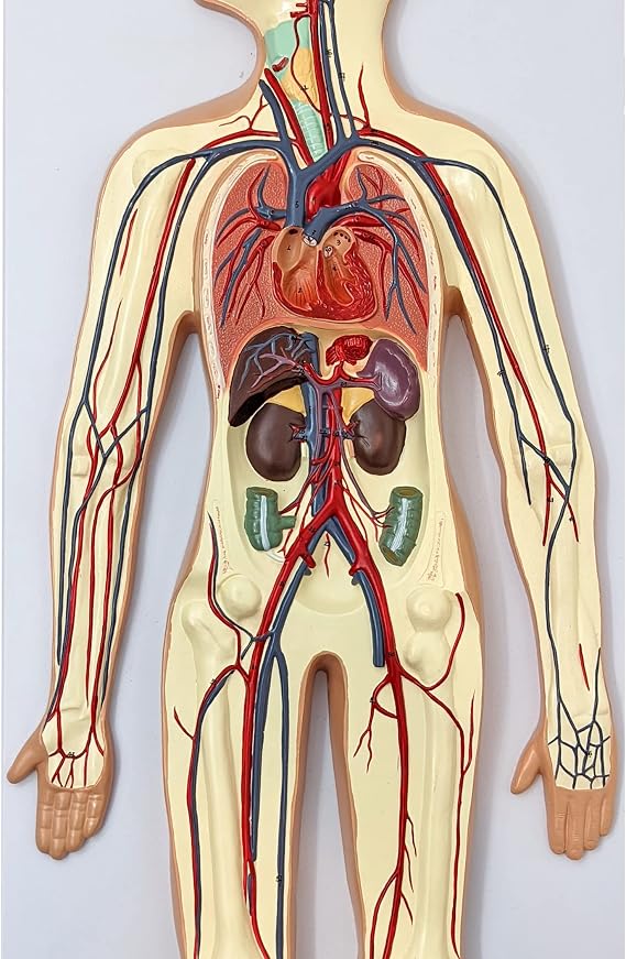 Axis Scientific Human Circulatory System Model, Half Life-Size