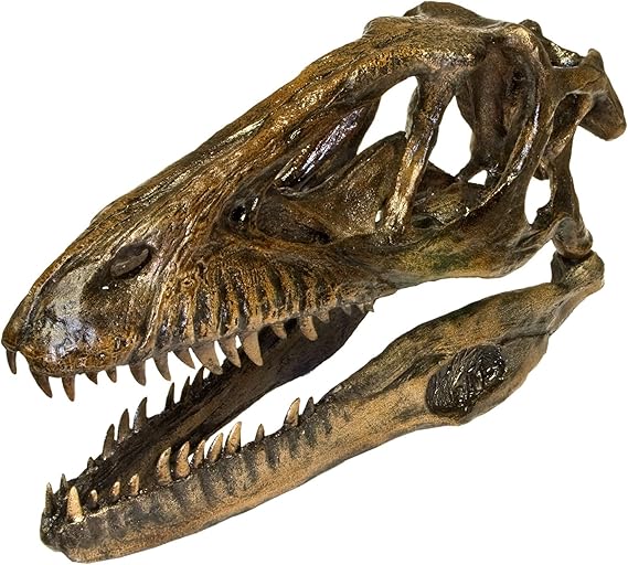 Deinonychus Dinosaur Skull Recreation