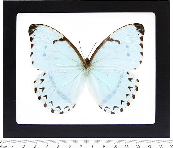 BicBugs Morpho catenaria catenarius Real Framed Butterfly ICE Blue White