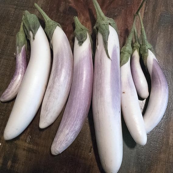 Kitazawa Seed Co Bride F1 Hybrid Eggplant Seeds 500 Mg ~115 Seeds Non-GMO
