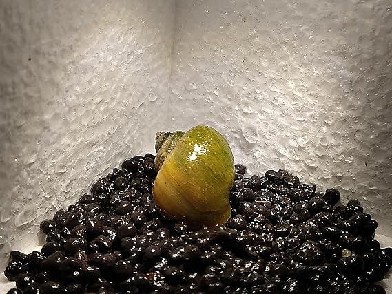 3 Pack Mystery Snails (Pick Your Color) Amazing Algae Eaters, Peaceful Tankmates (Jade)