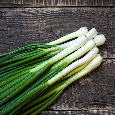 Tokyo Long White Bunching Onion Seed 5 Lb ~560,000 Seeds Allium fistulosum | Heirloom, Non-GMO, Organic | 6090 Days to Maturity | Mild Sweet Flavor | Container & Garden Friendly