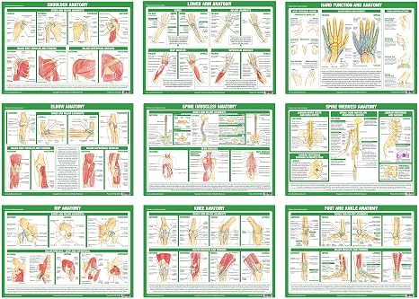 Chartex Joint Anatomy Posters | Musculoskeletal Charts | Human Body Anatomy